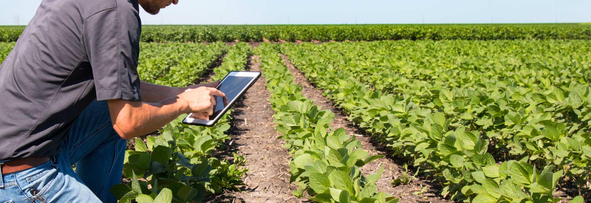 Homem usando o tablet em uma plantação.